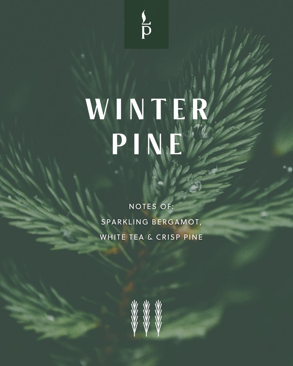 Winter Pine sample tin label featuring pine needle artwork.