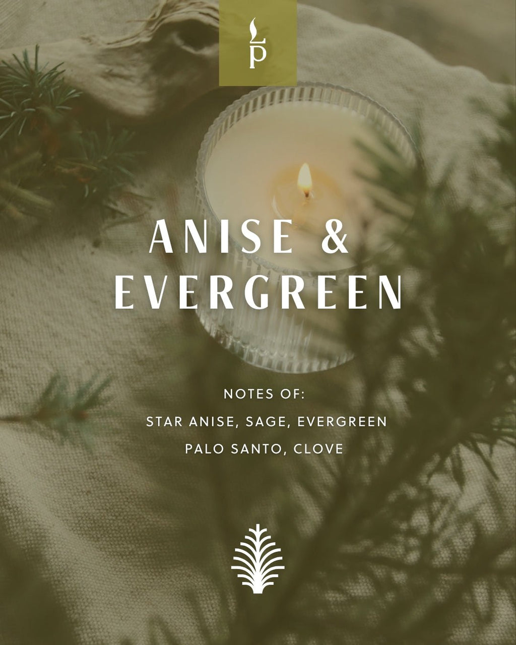 Anise Evergreen winter sample tin label with evergreen imagery.